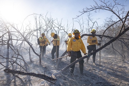 Comisión Estatal Forestal