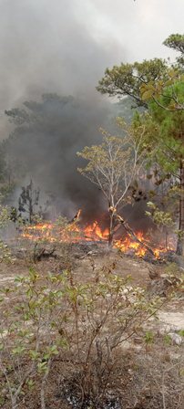 Incendio forestal