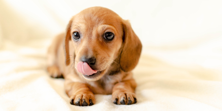 ¿Qué saber antes de adoptar un cachorro?