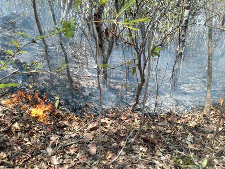 Incendio forestal
