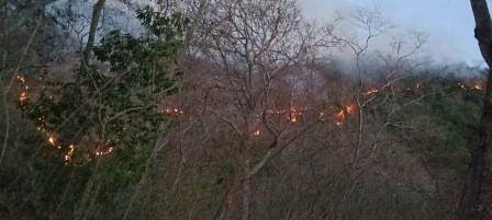 Incendios forestales