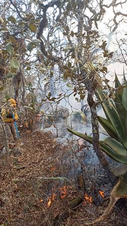 Combaten de manera crucial reactivación de incendio en Tepelmeme Villa de Morelos, Oaxaca
