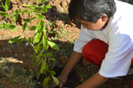Programa de reforestación en escuelas