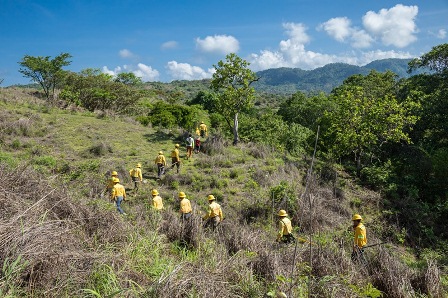 Realiza Coesfo primera Jornada de Reforestación en Santo Domingo Teojomulco, Oaxaca