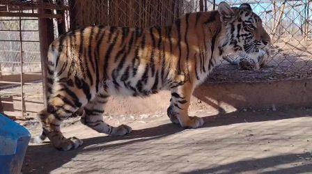 Felinos rescatados, víctimas silenciosas de la violencia en Sinaloa