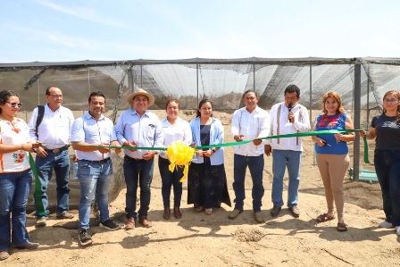 Inauguran vivero forestal en San Felipe