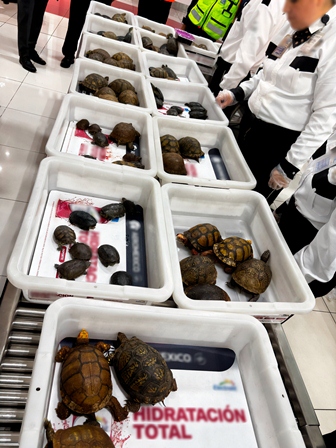 Asegura Profepa 120 tortugas y 16 ranas vivas en el AICM; pretendían enviarlas a Japón