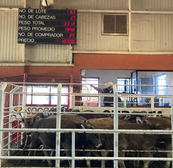 Crisis ganadera pone en jaque a productores pecuarios por desplome de precios: Nexusagronegocios