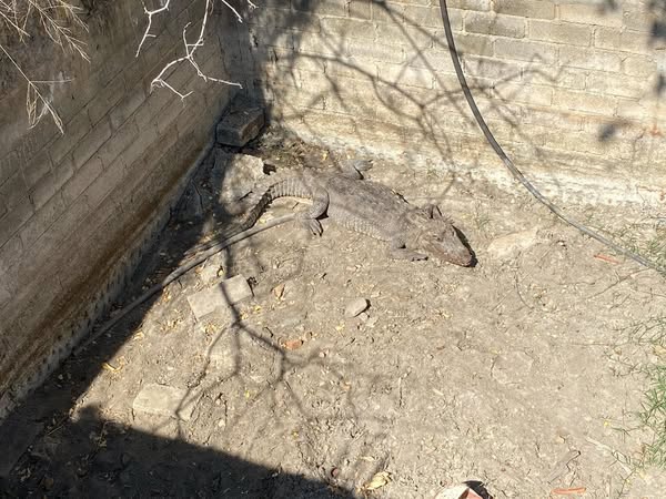 Reporta Protección Civil hallazgo de caimán en San Pablo Huixtepec, Oaxaca