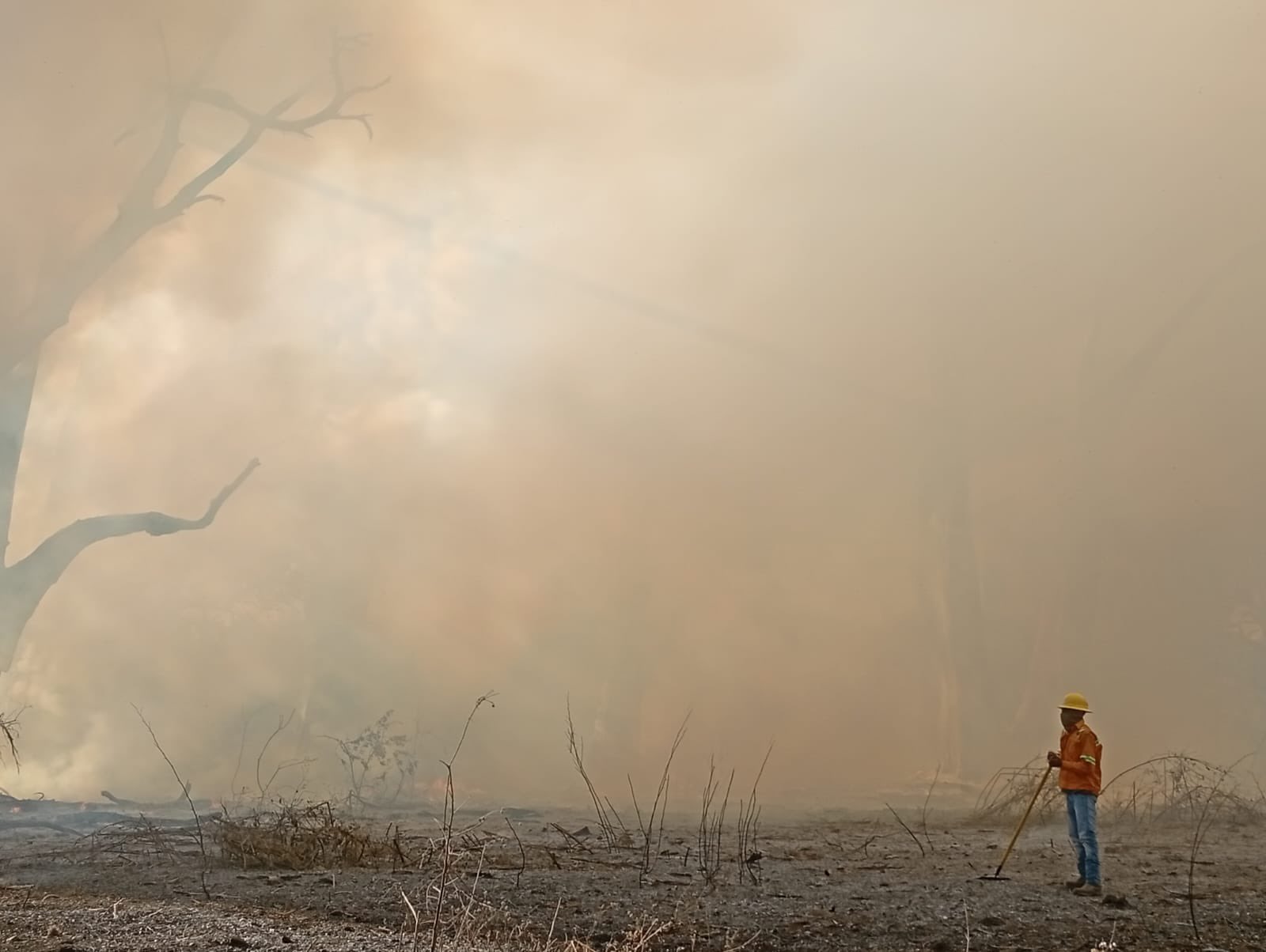 Controlan y liquidan incendio forestal en San Agustín Loxicha: Coesfo