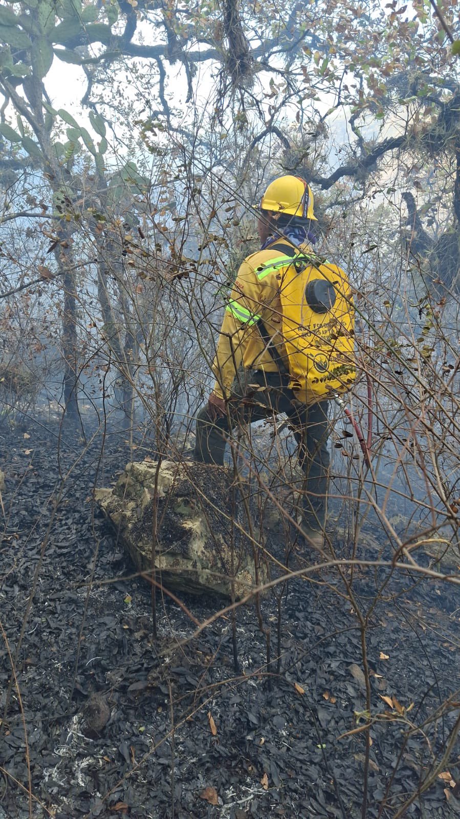 Atiende Coesfo incendio forestal en San Juan Chicomezúchil, Oaxaca