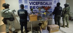 Rescatan aves exóticas y aseguran animales disecados durante cateo en Santa Lucía del Camino