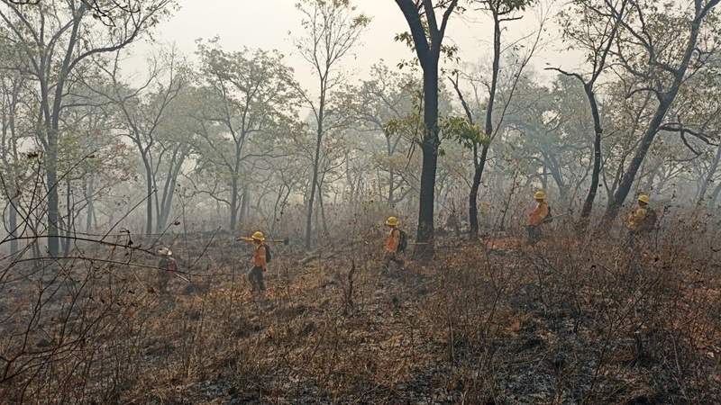 Controlados incendios forestales en Santa María Ixcatlán y Mazatlán Villa de Flores, Oaxaca: Coesfo