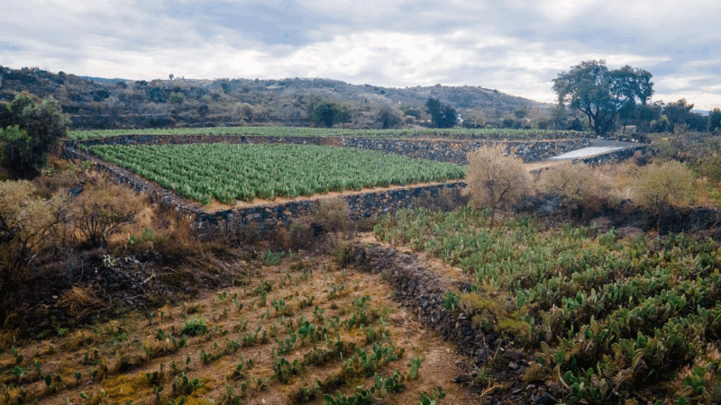 Terrazas, patrimonio biocultural de la CDMX