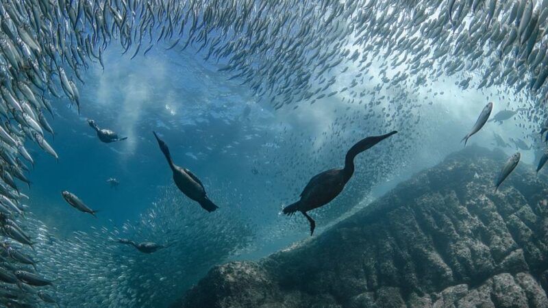 La cumbre de la ONU sobre los océanos se clausura en Niza con una oleada de compromisos