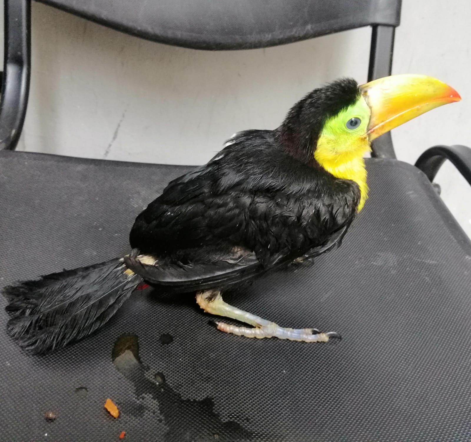 Detienen a hombre por posesión de ave en peligro de extinción