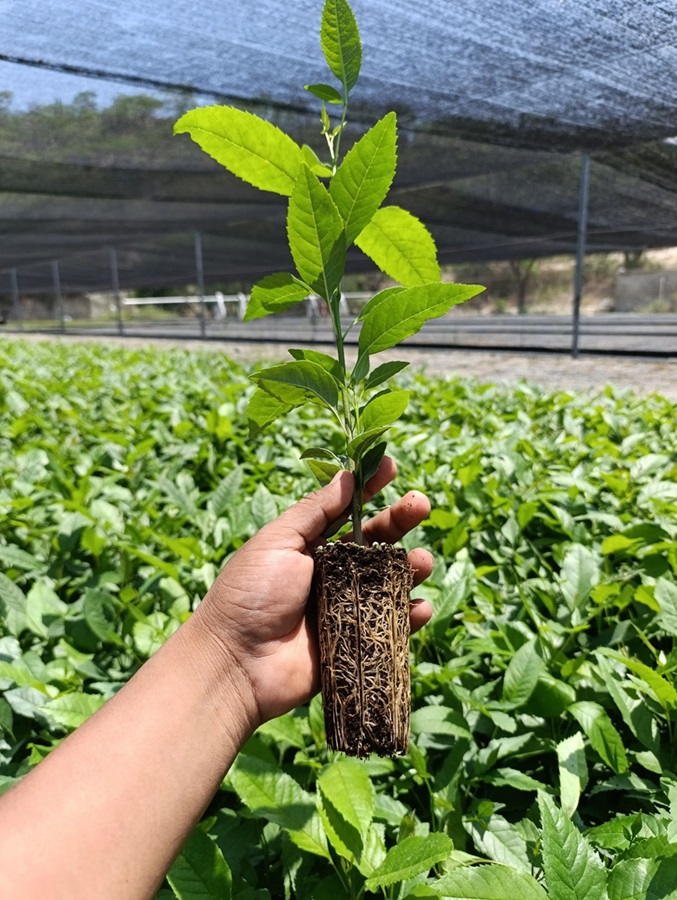 Invita Coesfo a conocer el vivero de Teotitlán de Flores Magón, Oaxaca