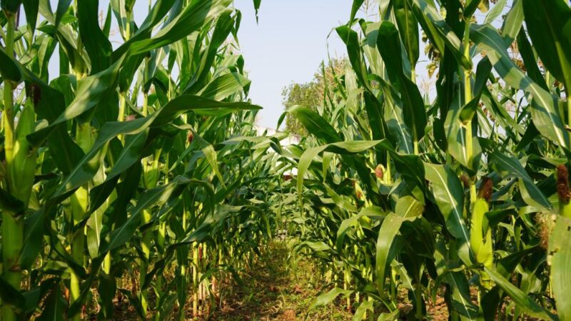 Agustín Espinoza Laguna