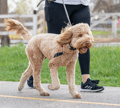 Su compañía fortalece vínculos familiares