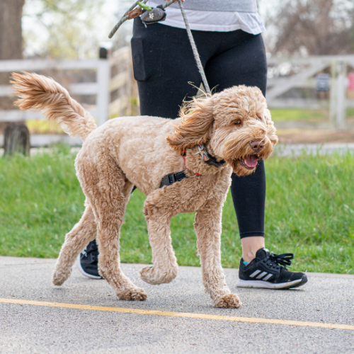Ideas para celebrar el Día del Perro con tu mejor amigo