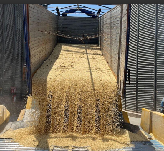 MAÍZ MEXICANO EN JAQUE POR IMPORTACIONES