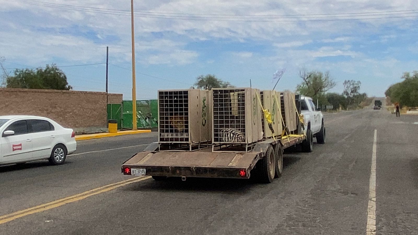 Trasladan 130 animales más a Mazatlán para mantenerlos a salvo; Logran rescatar a tres leones