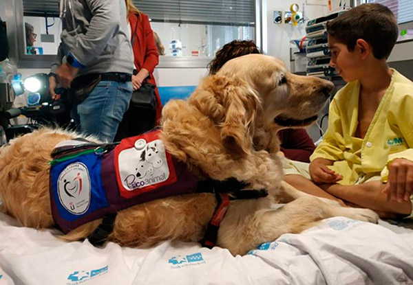 Hay perros optimistas y perros pesimistas: Bistre Dabbah