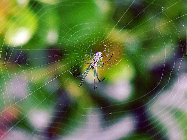 Veneno de arañas, útil para la salud humana