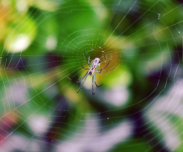 Veneno de arañas, útil para la salud humana