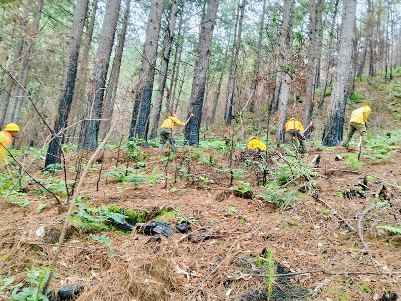 Impulsa Comisión Estatal Forestal reforestación en Santa Catarina Juquila, Oaxaca