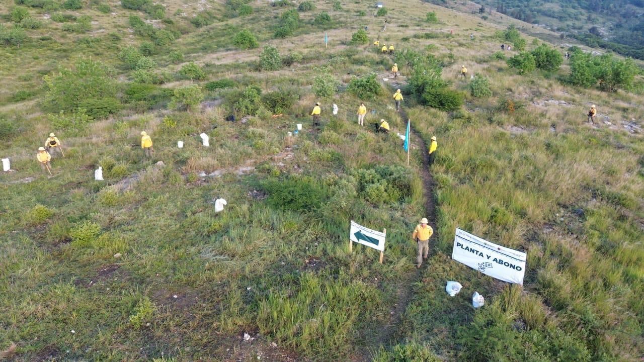 Realizan Mega Tequio de Reforestación en Monte Albán