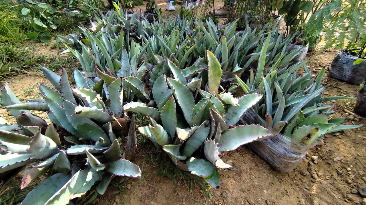 Reforesta Gobierno de Oaxaca 1.5 hectáreas del Área Natural Protegida en el Cerro del Fortín