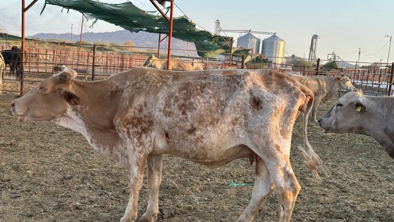 Impacta presencia del gusano barrenador en costos de producción y el precio de la carne