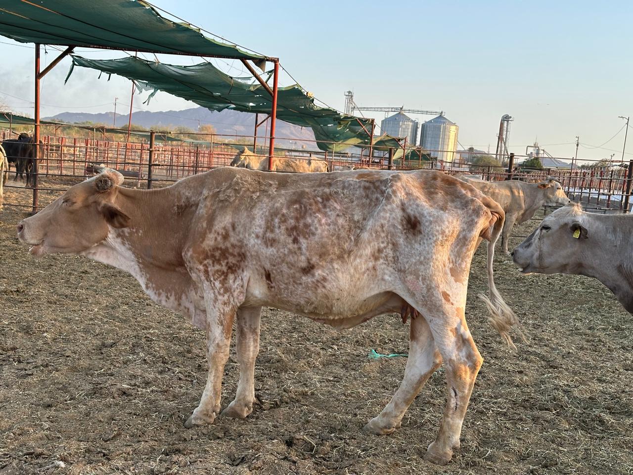 Impacta presencia del gusano barrenador en costos de producción y el precio de la carne