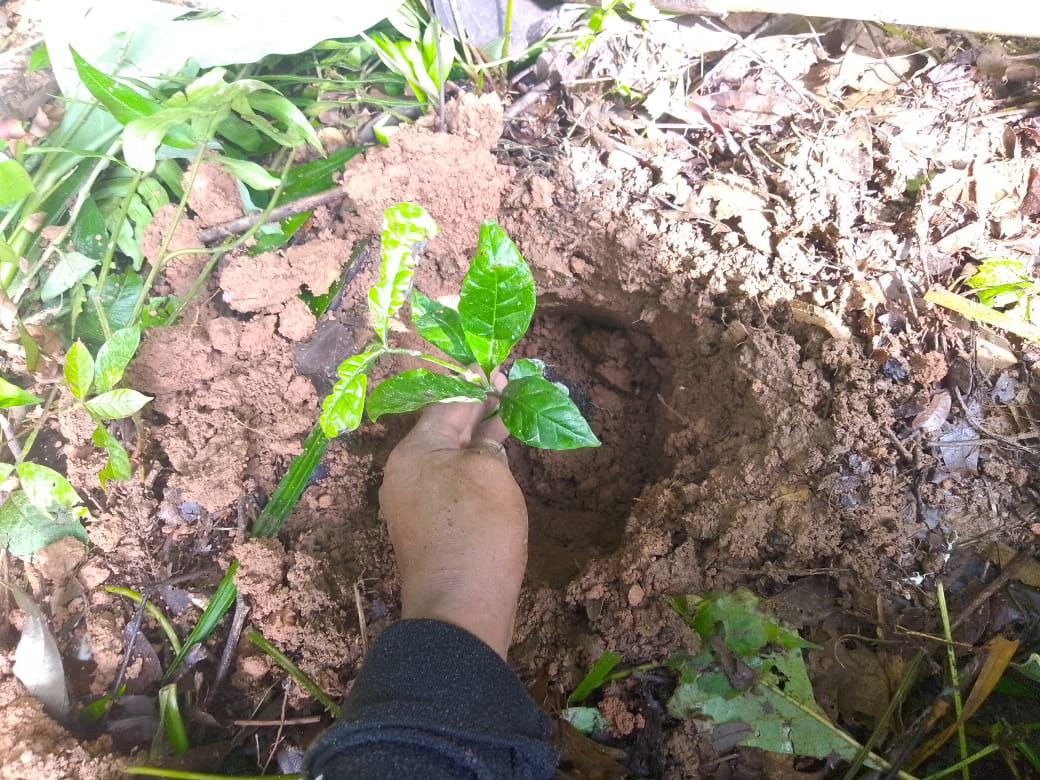 Dona Comisión Estatal Forestal más de ocho mil árboles de Reforesta Oaxaca en San Juan Cotzocón