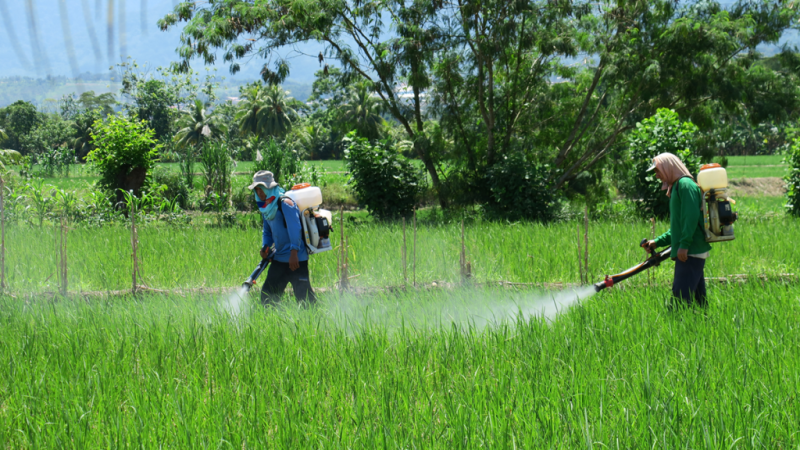 Plaguicidas ilegales