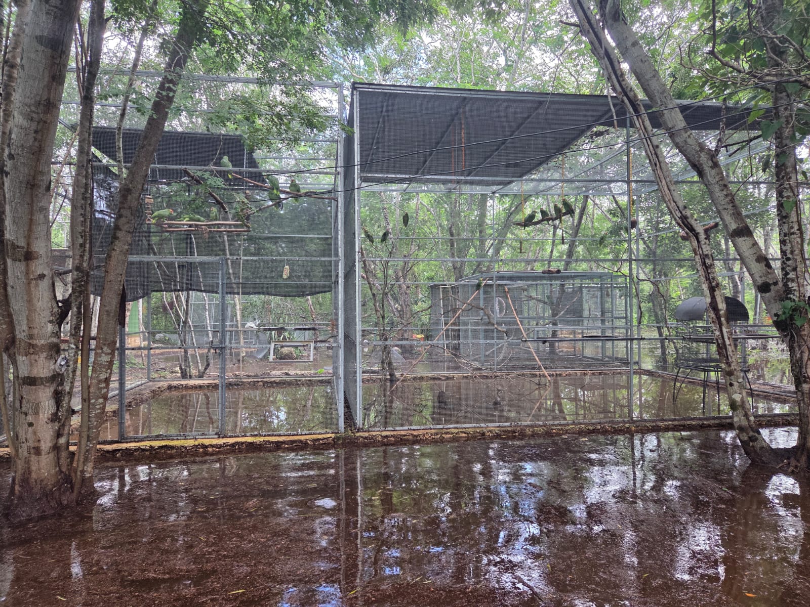 Se inunda el refugio de loros del Proyecto Santa María en Mérida, Yucatán