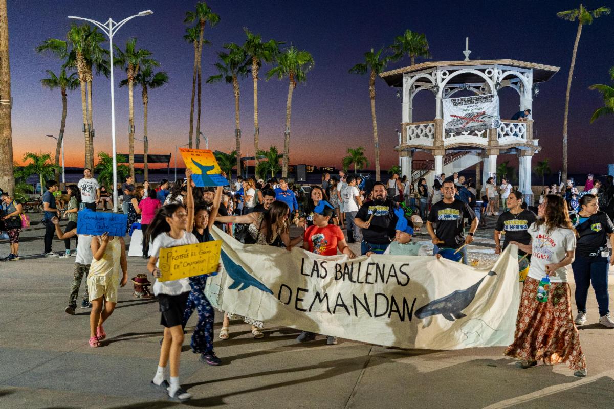 Las ballenas demandan justicia; Inicia batalla legal por el Golfo de California