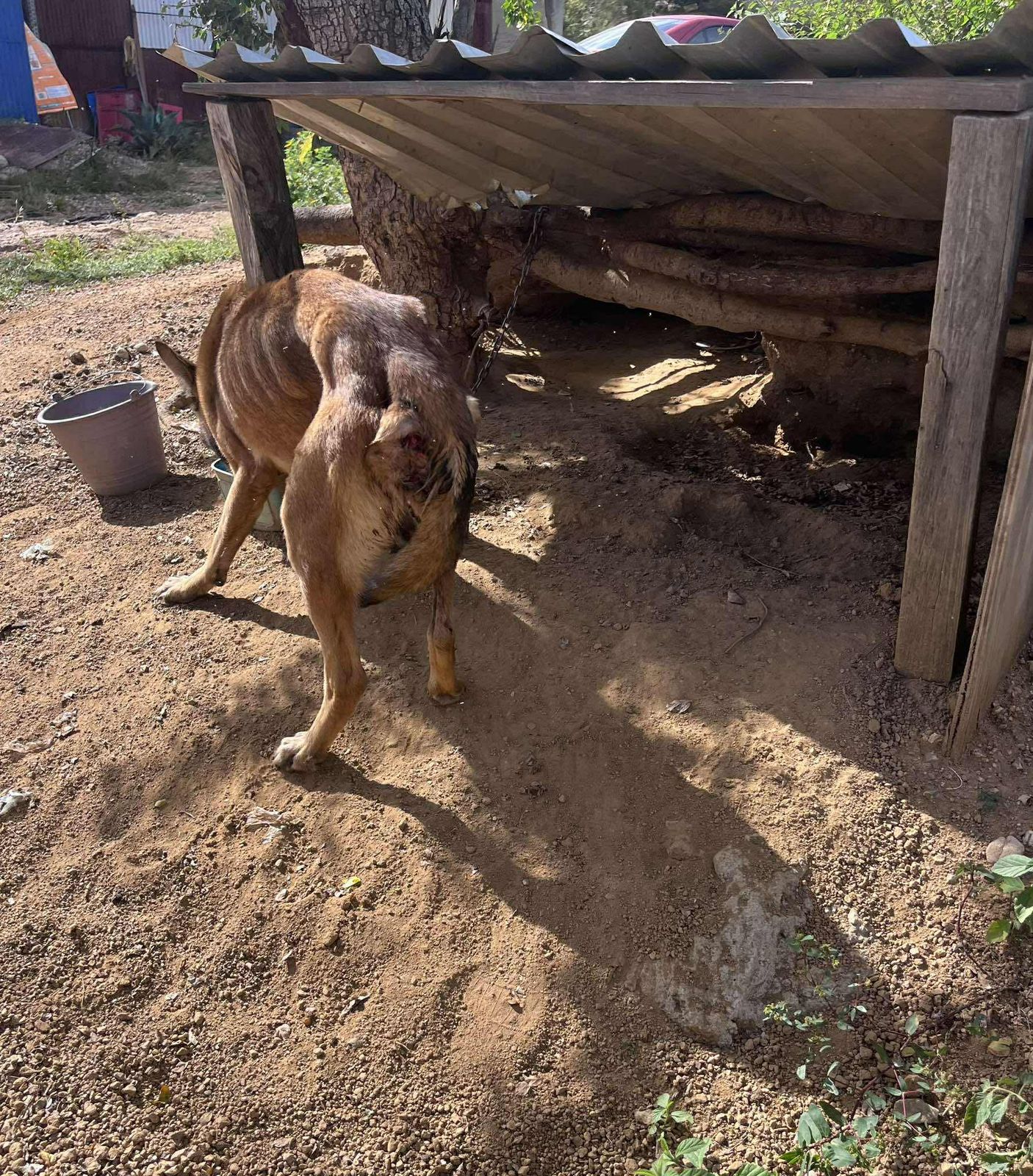 Rescata Fiscalía de Oaxaca a “Nala”, perrita en situación de abandono en Valles Centrales