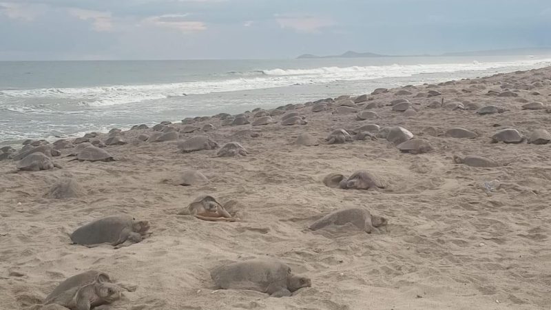 Inicia la quinta arribada de tortugas golfinas al Santuario Playa Morro Ayuta Oaxaca, vigila Profepa 200 mil nidos que representan 20 millones de huevos