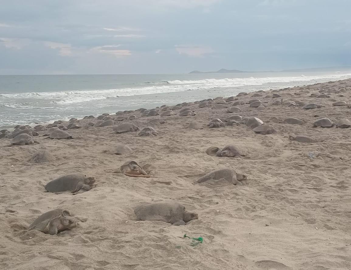 Inicia la quinta arribada de tortugas golfinas al Santuario Playa Morro Ayuta Oaxaca, vigila Profepa 200 mil nidos que representan 20 millones de huevos
