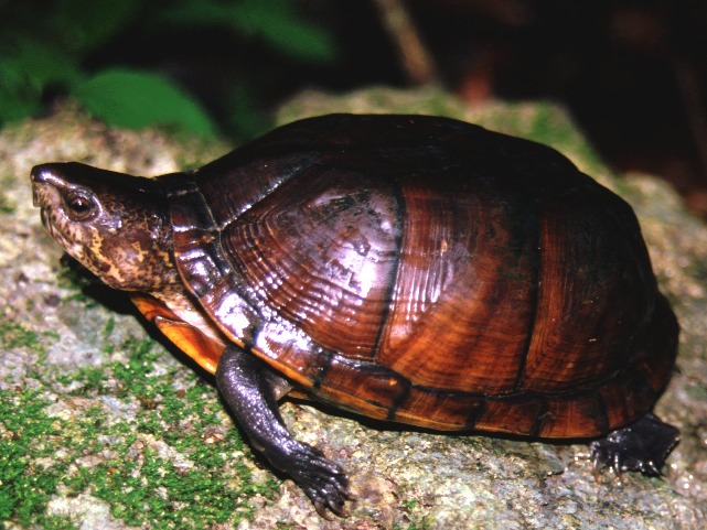 La Tortuga de Pantano de Yucatán, en mayor riesgo de extinción definitiva