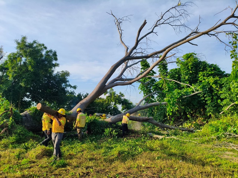 Mantiene Coesfo acciones de apoyo en Pinotepa Nacional en reapertura de caminos y retiro de vegetación riesgosa