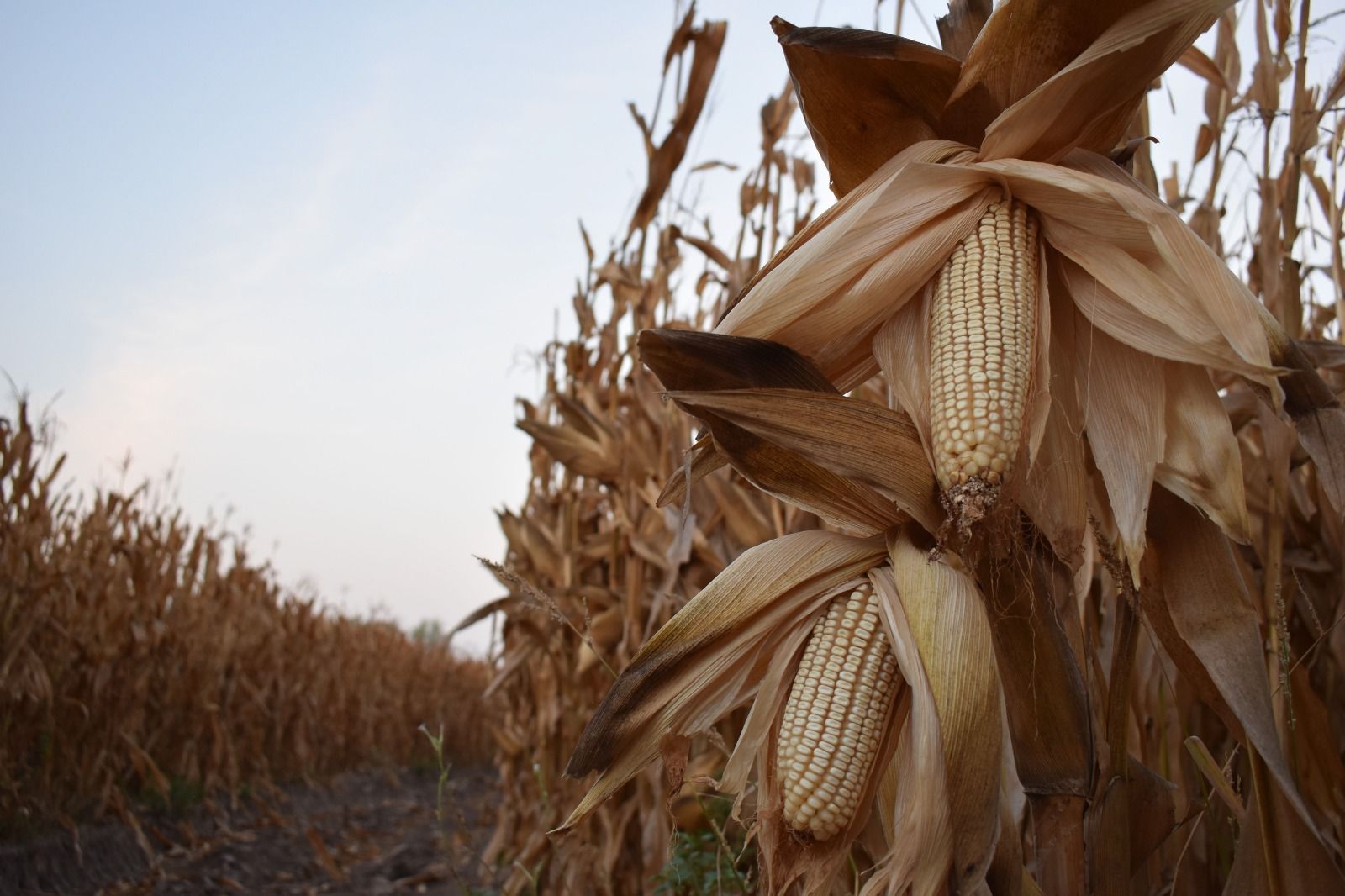 Demandan productores campesinos de Sinaloa precios de garantía justos