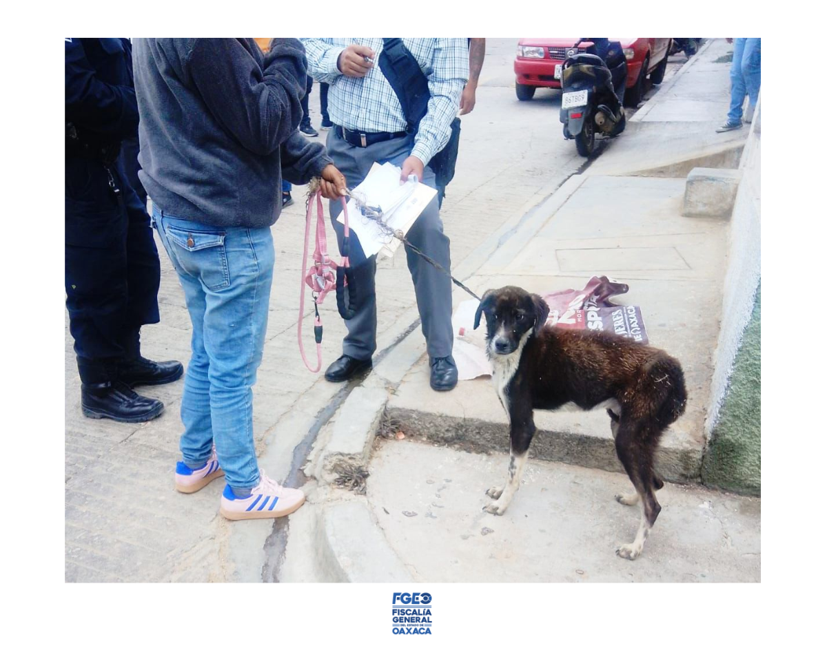 Rescatan Fiscalía de Oaxaca y Ayuntamiento capitalino a canino víctima de maltrato en fraccionamiento Montoya