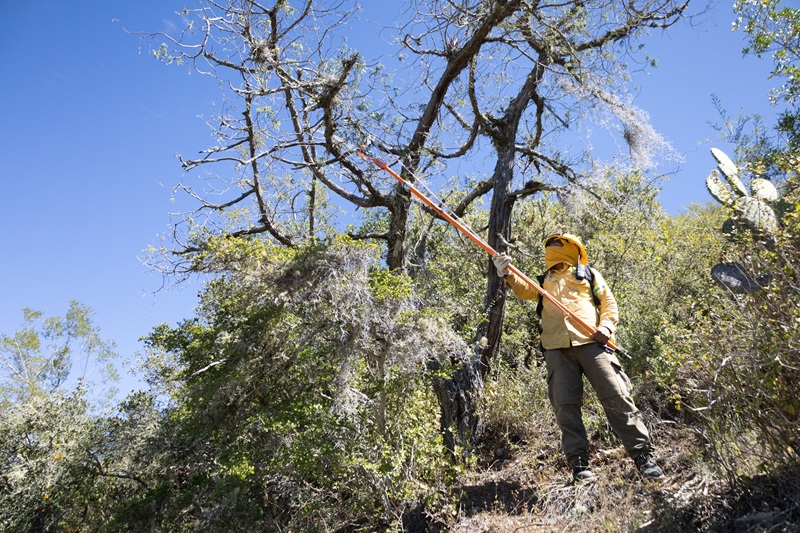 Realiza Coesfo saneamiento de 178 hectáreas de bosque en San Miguel Tequixtepec, Oaxaca