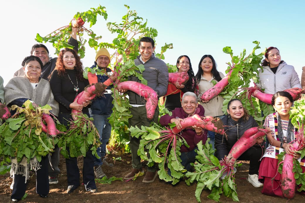 Acompaña gobernador a familias hortelanas a la cosecha previa a Noche de Rábanos que proyecta la cultura y tradición de Oaxaca