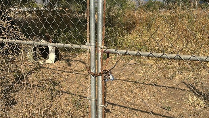 Posible maltrato animal