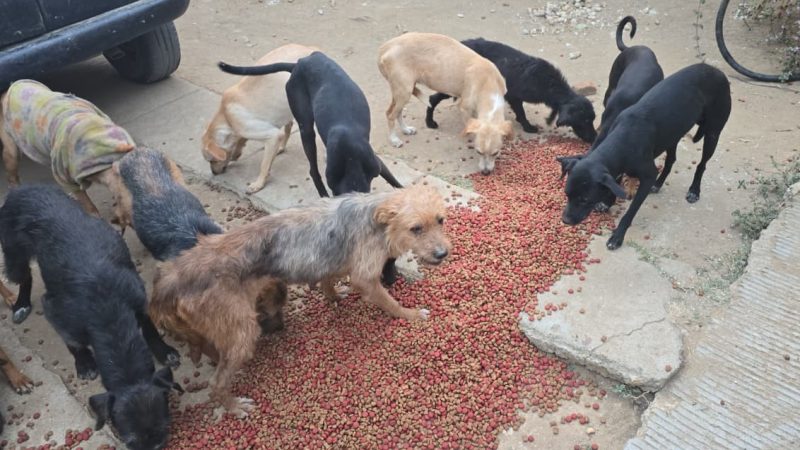 Rescatan a 65 perros