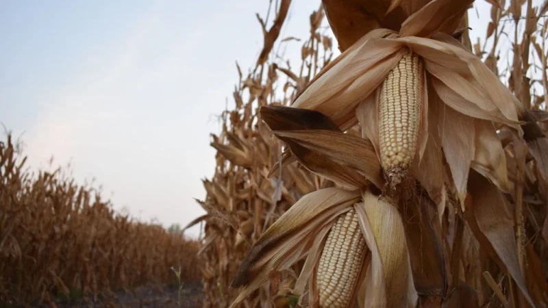 Exige COUC apoyo inmediato